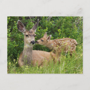 Mule Deer Doe with Fawn Postcard