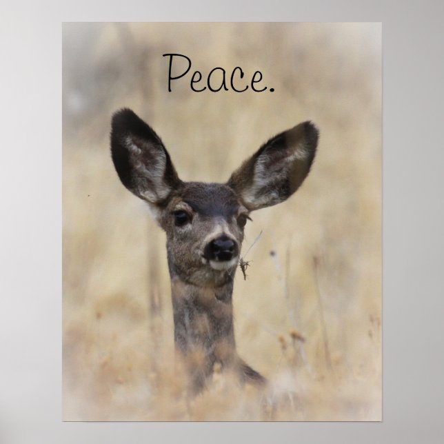 Mule Deer Fawn Poster (Front)