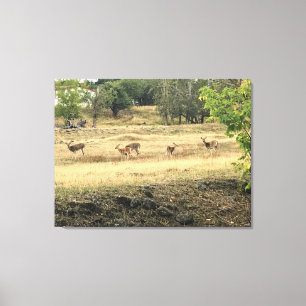 Mule Deer in a Field, Joseph, Oregon Canvas Print
