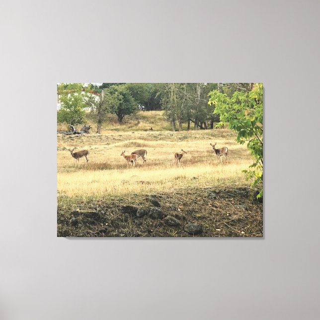 Mule Deer in a Field, Joseph, Oregon Canvas Print (Front)