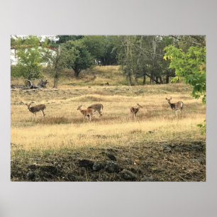 Mule Deer in a Field, Joseph, Oregon Poster