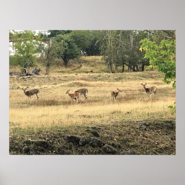 Mule Deer in a Field, Joseph, Oregon Poster (Front)