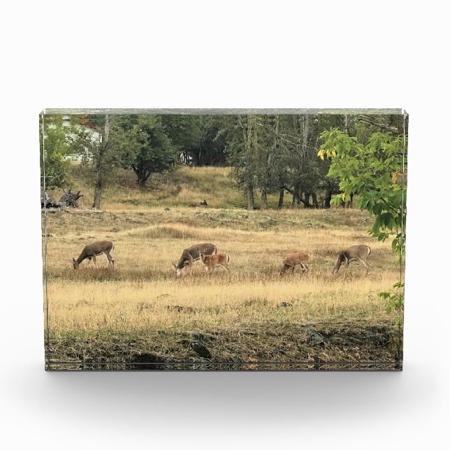 Mule Deer in a Field Photo Block (Front)