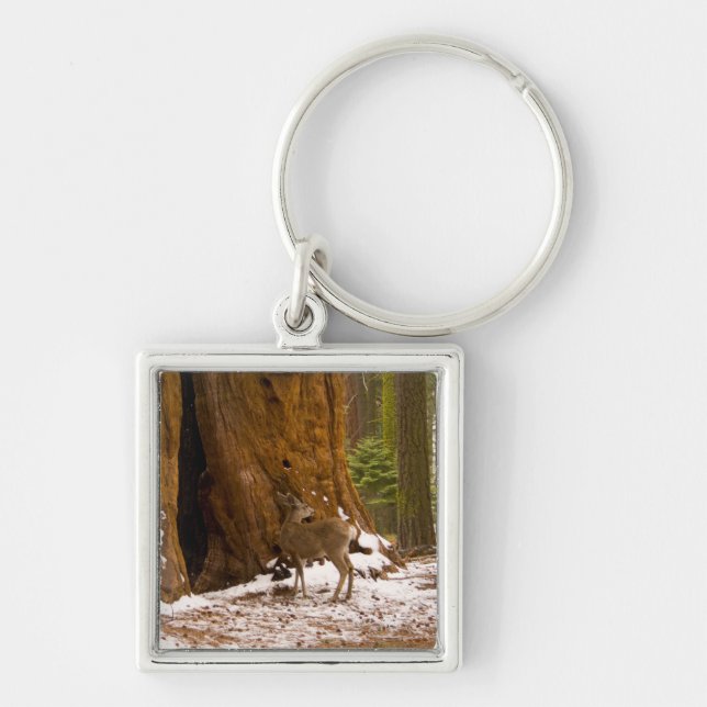 Mule Deer Keychain (Front)
