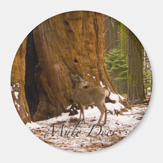 Mule Deer Magnet (Front)
