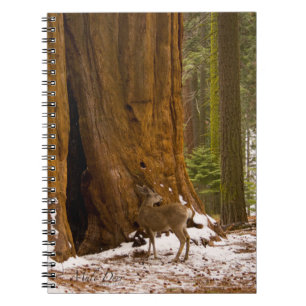 Mule Deer Notebook