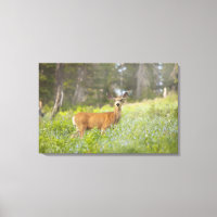 Mule Deer (Odocoileus hemionus) in meadow