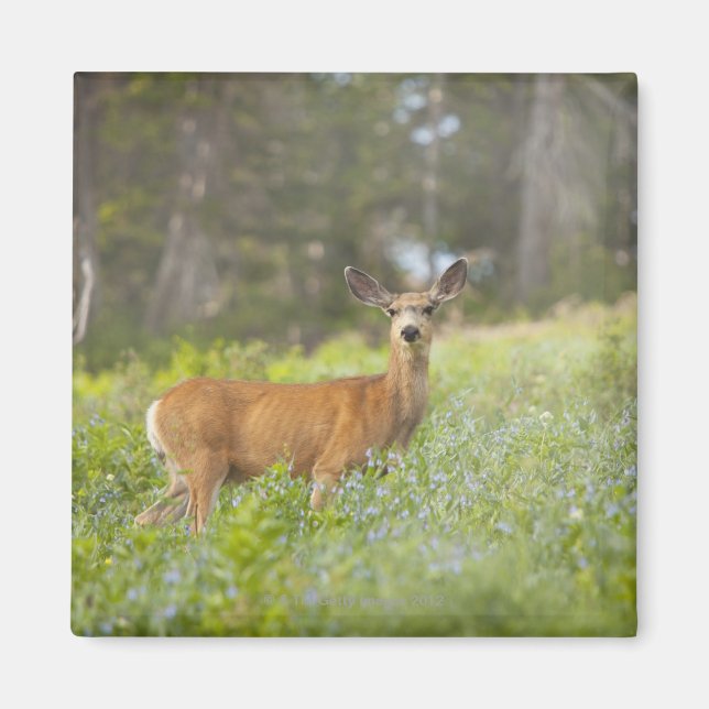 Mule Deer (Odocoileus hemionus) in meadow Magnet (Front)
