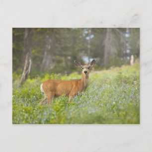 Mule Deer (Odocoileus hemionus) in meadow Postcard