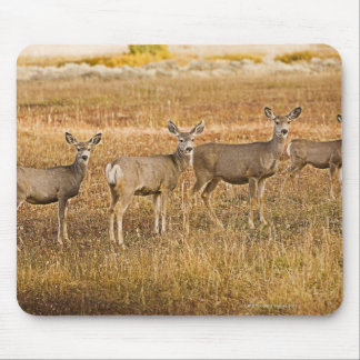 Mule deer (Odocoileus hemionus) One on left with Mouse Pad