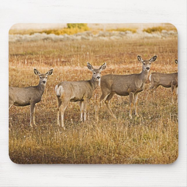 Mule deer (Odocoileus hemionus) One on left with Mouse Pad (Front)
