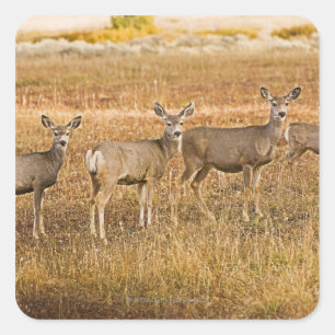 Mule deer (Odocoileus hemionus) One on left with Square Sticker