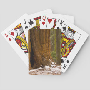 Mule Deer Playing Cards
