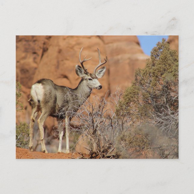 Mule Deer Postcard (Front)