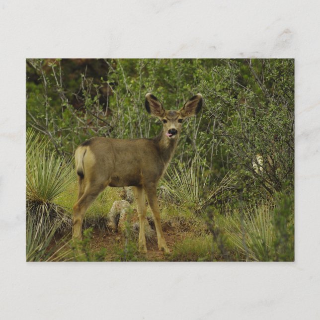 Mule Deer Raspberry Postcard (Front)