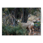 Mule deer spur buck