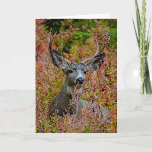 Mule Deer with fall colours Thank You Card (Front)