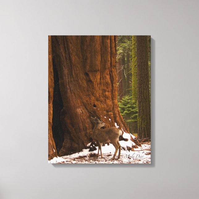 Mule Deer Wrapped Canvas (Front)