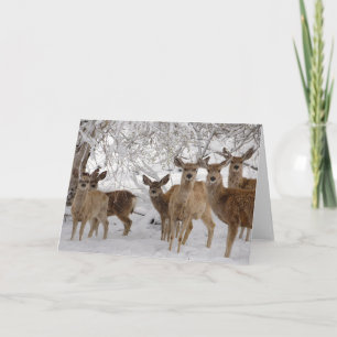 Mule Deer Wyoming Card