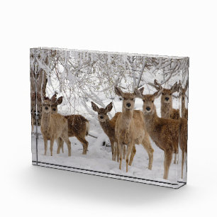 Mule Deer Wyoming Photo Block