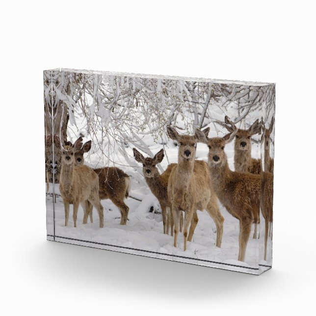 Mule Deer Wyoming Photo Block (Right)