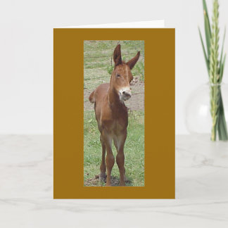 Mule Greeting Card