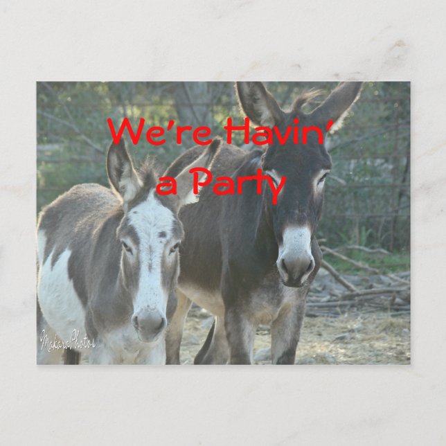 Mule Postcard-any occasion-customize Postcard (Front)