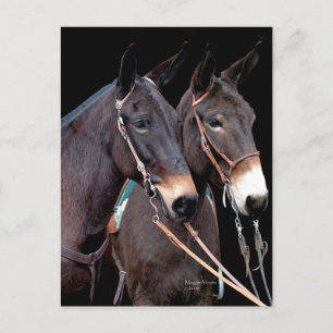 Mule Twosome Postcard