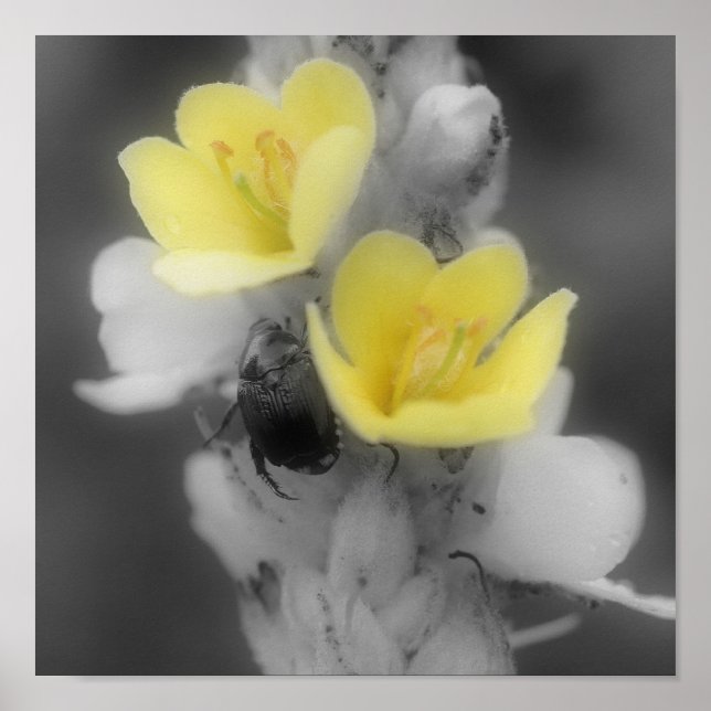 Mullein Flower With Beetle Partial Color Poster (Front)