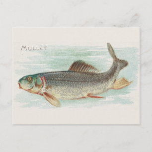 Mullet fish vintage illustration postcard