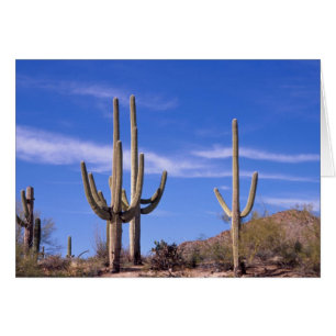 Multi armed Giant Saguaro cactus, Saguaro
