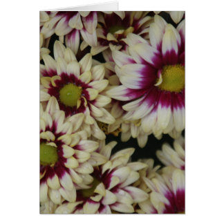 Multi colour daisies