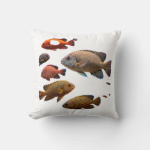 multi colour fishes