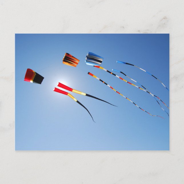 Multi Colour Long Tail Kites Postcard (Front)