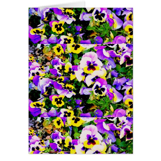 multi-colour pansy flowers (Front)