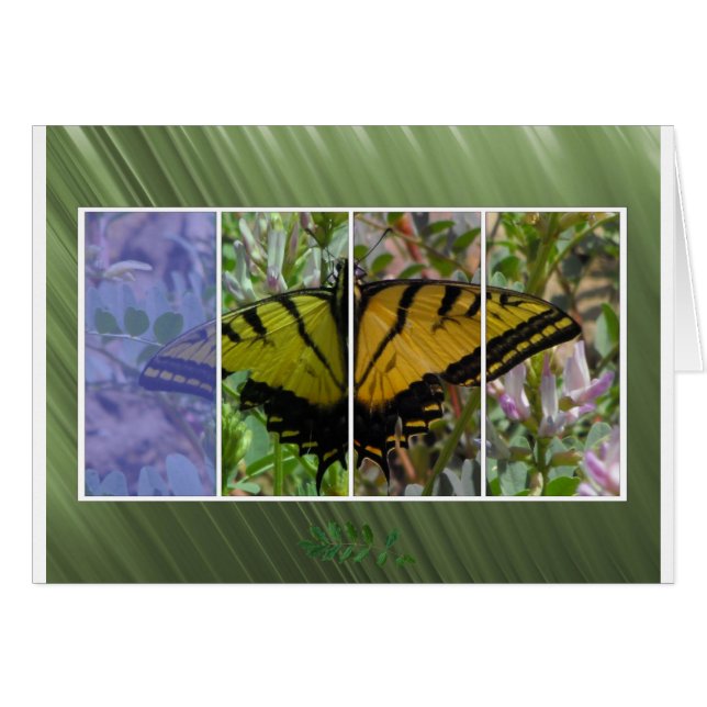 Multi Coloured Butterfly (Front Horizontal)