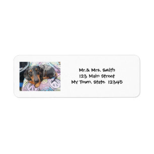 Multi Coloured Dachshund Dog Dapple Return