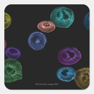 Multi coloured jelly fish on black background square sticker