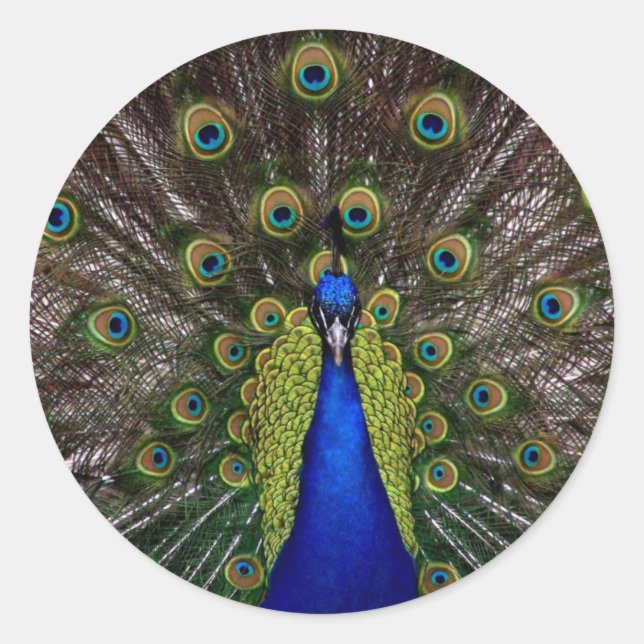 Multi coloured Peacock Stickers (Front)