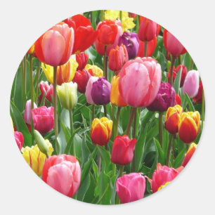 Multi-coloured Tulips Classic Round Sticker