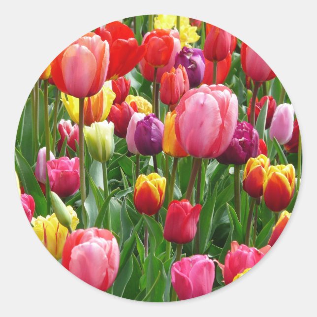 Multi-coloured Tulips Classic Round Sticker (Front)