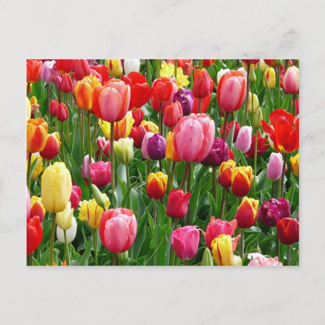 Multi-coloured Tulips Postcard (Front)