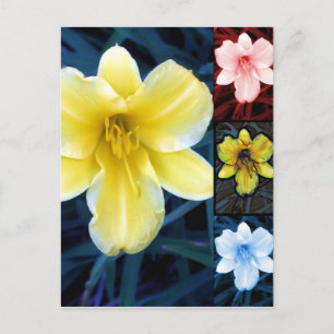 Multi Flower - Carte postale Florale