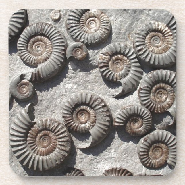 Multi fossil ammonites from the Lower Lias Coaster (Front)