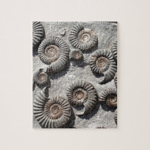 Multi fossil ammonites from the Lower Lias Jigsaw Puzzle