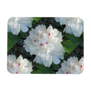 Multi Precious Peony Flexible Magnet