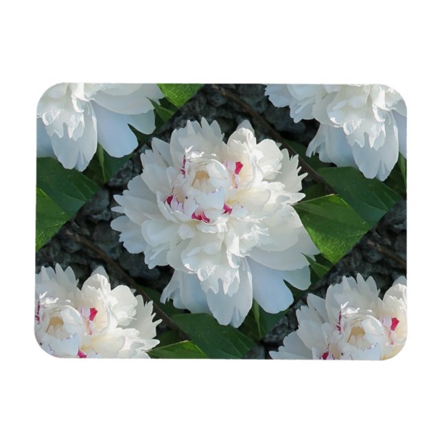 Multi Precious Peony Flexible Magnet (Horizontal)