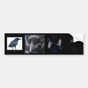 Multi-stickers III BLACK RAVEN Set Bumper Sticker