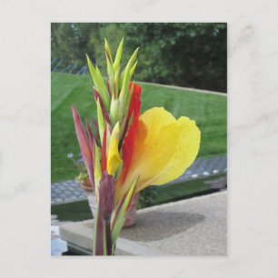 Multicolored Cannas Bloom Postcard