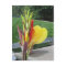 Multicolored Cannas Bloom Postcard
